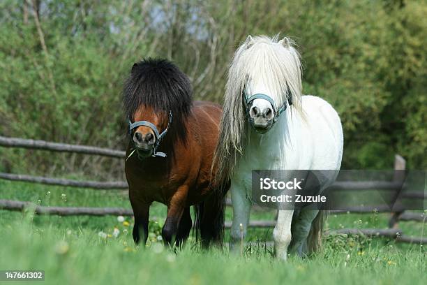 Young Minishetland Stallions Stock Photo - Download Image Now - Animal, Animal Body, Animal Body Part