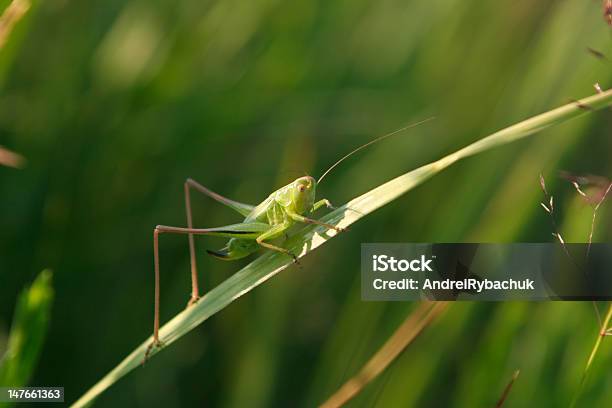 Green Grasshopper - zdjęcia stockowe i więcej obrazów Błyszczący - Błyszczący, Część ciała zwierzęcia, Dzikie zwierzęta