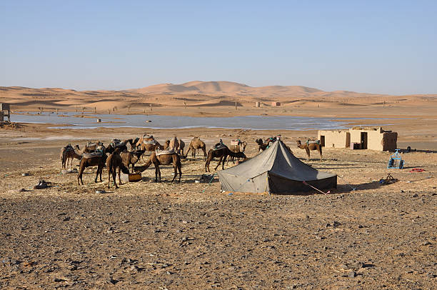 istock Camels in the oasis, Sahara desert 147661379