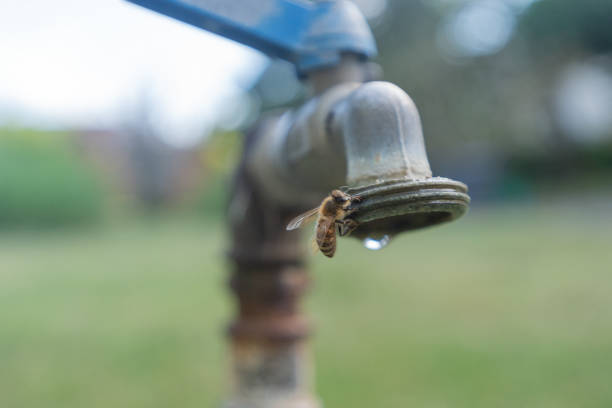 Thirsty bee sitting at the tap