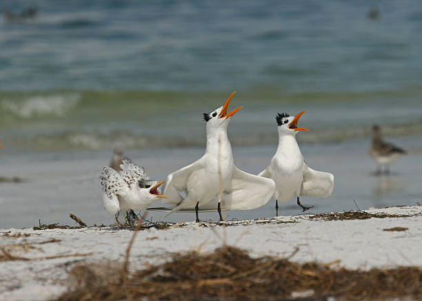 Royal Tern family with new arrival stock photo