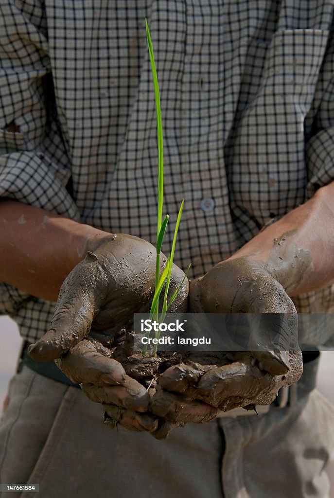 Albero con le mani - Foto stock royalty-free di Agricoltura