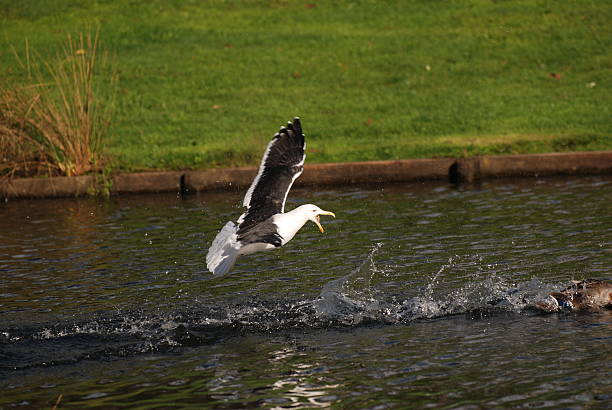 angry gull stock photo