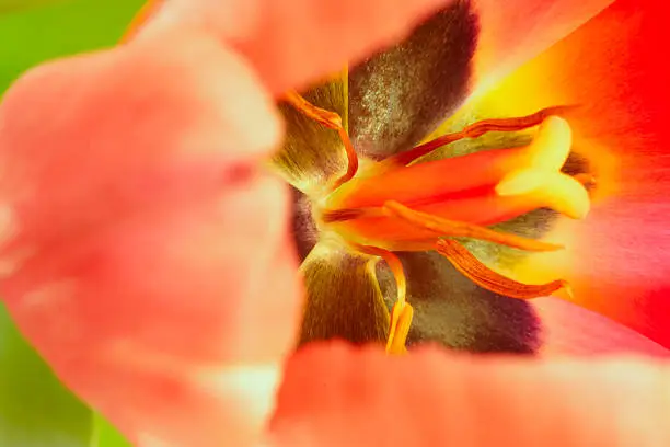 Makro, inside of pink tulip bulb flower focus on stamen