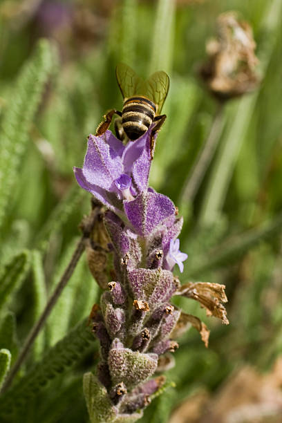 African bee stock photo