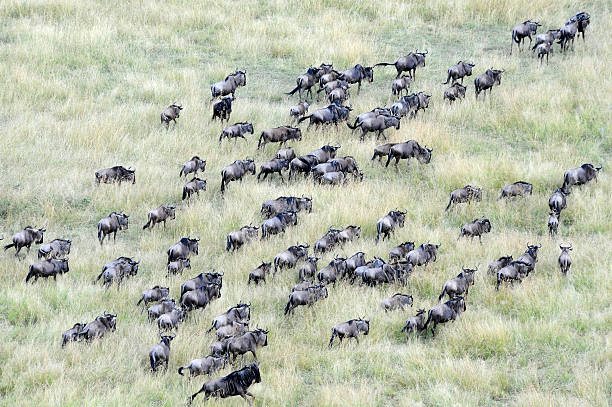 istock Wildebeest  Migration , Serengeti, Africa 147661771