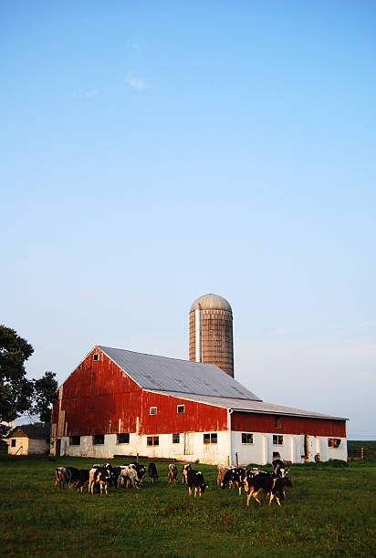 istock Cows grazing in front of barn 147661778