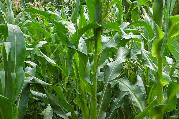corn plant closeup stock photo