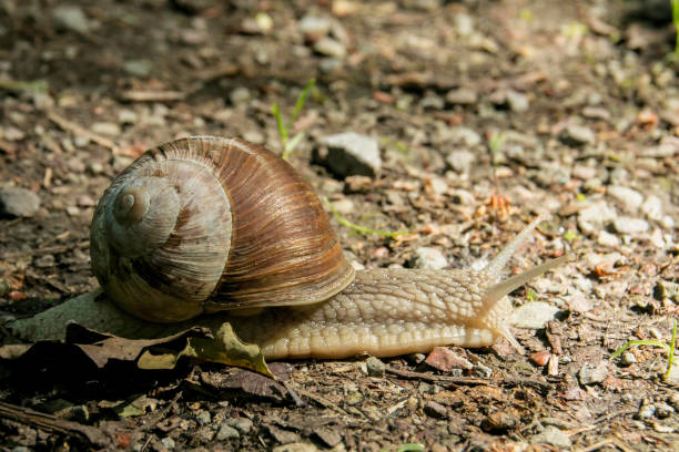 istock Snail with house on forest path -Helicidae - 1476617861
