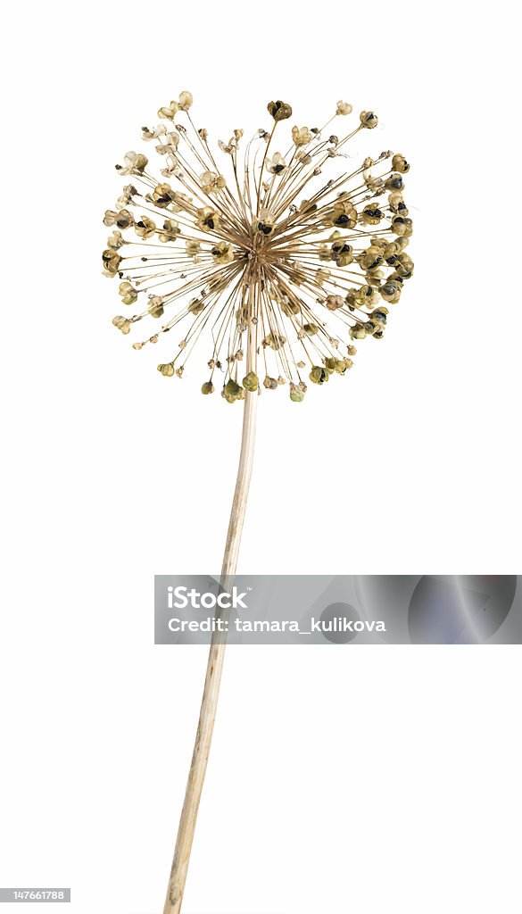seedhread de allium, isolada - Foto de stock de Allium Sativum royalty-free
