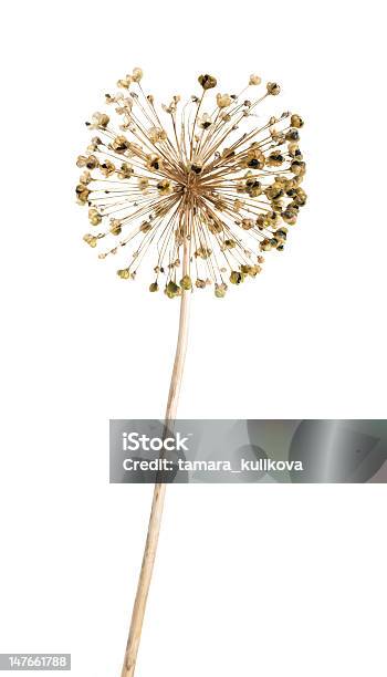 Foto de Seedhread De Allium Isolada e mais fotos de stock de Allium Sativum - Allium Sativum, Beleza, Beleza natural - Natureza