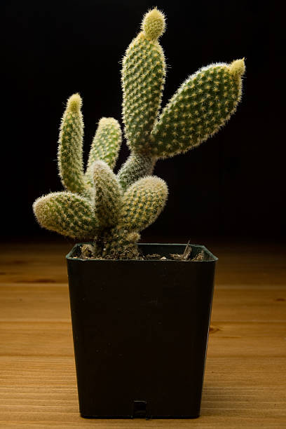 istock Cactus in Green Plastic Pot on Wood Table 147661819