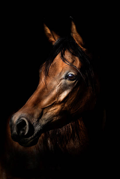 istock Arabian Horse Portrait 147661906