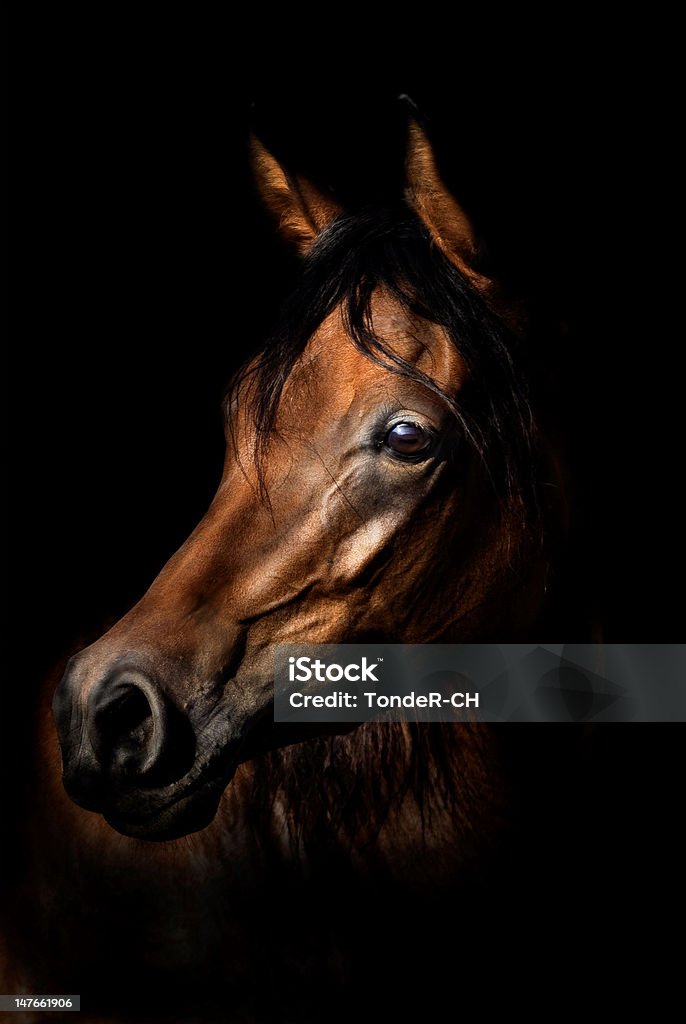 Arabian Horse Portrait Arabian Horse from M&T Arabians in Switzerland Arabian Horse Stock Photo