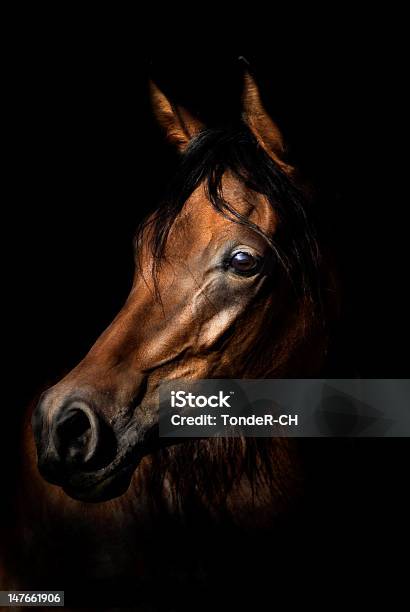 Arabian Horse Portrait Stock Photo - Download Image Now - Arabian Horse, Brown, Horse