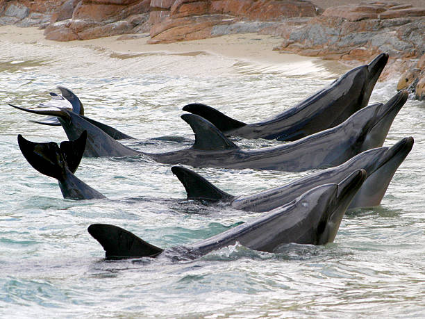 Quatro golfinhos durante uma apresentação - foto de acervo