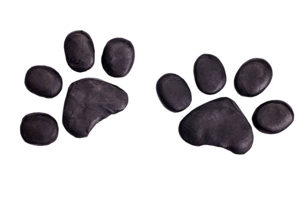 istock Cat paw prints or footprints plasticine icon isolated on white background 1476621601