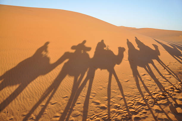 istock Camel shadows in Sahara desert 147662179