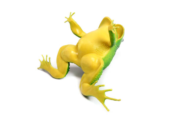 upside down toy frog isolated on white