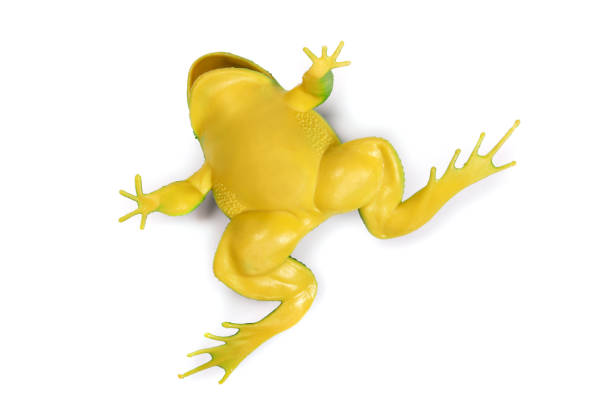 istock upside down toy frog isolated on white 1476621818