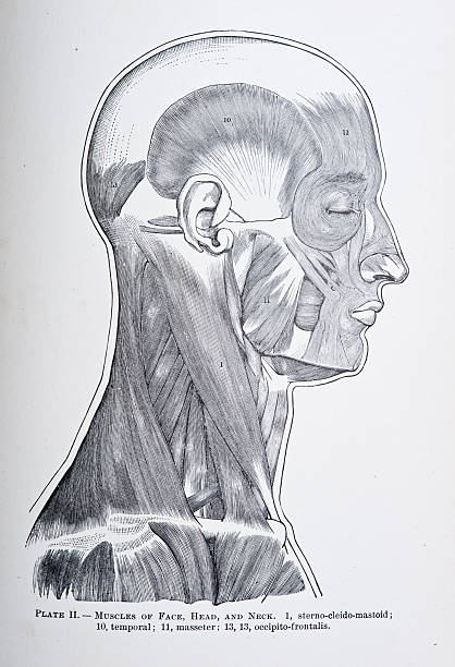 Muscles of the Head, Face, and Neck http://thebrainstormlab.com/banners/ami_banner.jpg vintage medical diagrams stock illustrations