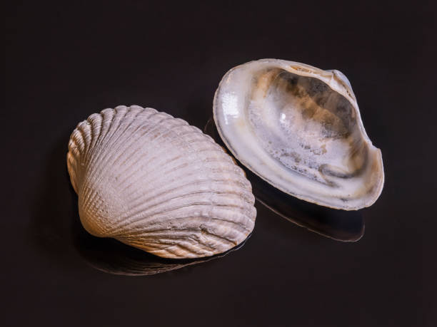 istock Two halves of a cockle shell (cardiida) on black reflecting background - panorama, copy-space 1476622506