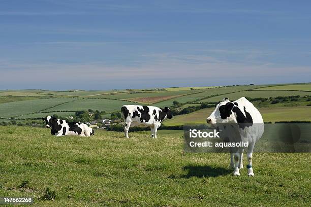 Drei Kühe Abends In Der Sonne Stockfoto und mehr Bilder von Hausrind - Hausrind, Kuh, Holstein