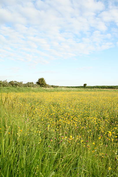 Yellow field stock photo