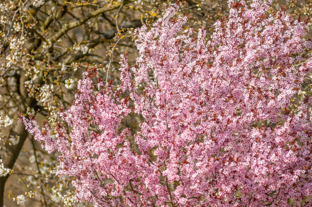 istock Decorative tree with pink flowers in a city in spring. 1476623338