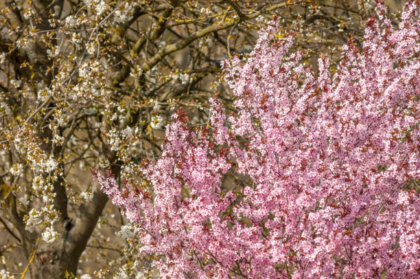 istock Decorative tree with pink flowers in a city in spring. 1476623355