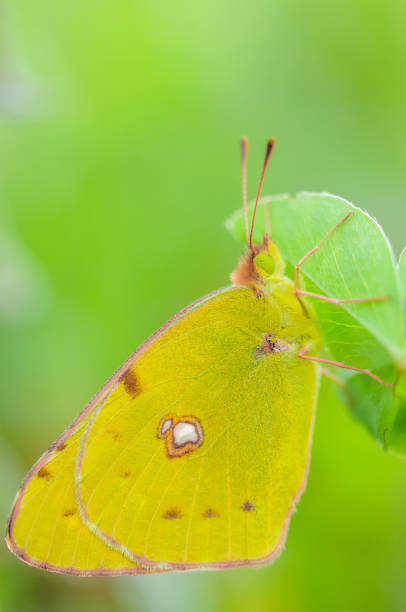 istock Clouded Yellow (Colias croceus) posed in the vegetation of a meadow in spring. 1476623358