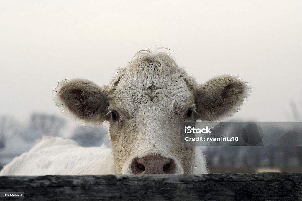 Charolais Beef Cattle Charolais Beef Cow looking over a fence. Agriculture Stock Photo