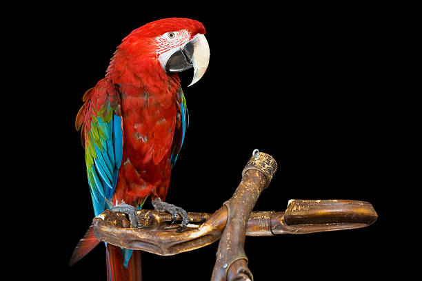 Green Winged Macaw stock photo