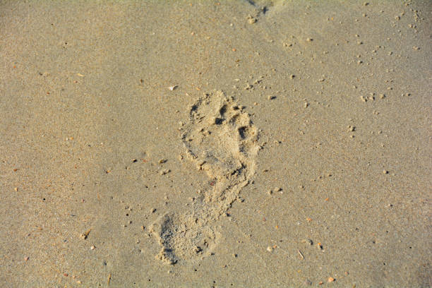 istock Footprint in the sand 1476624011