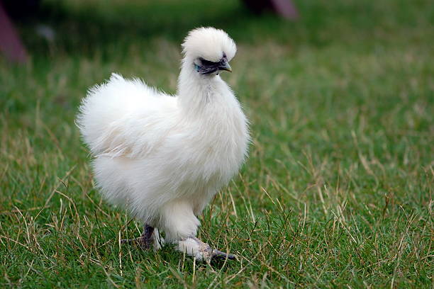 White Silkie Chicken A white silkie chicken fiercely struts across the grass at a farm in Staffordshire, England. bantam stock pictures, royalty-free photos & images