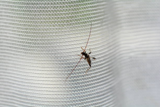 istock Longhorn beetle on a window curtain 1476624579