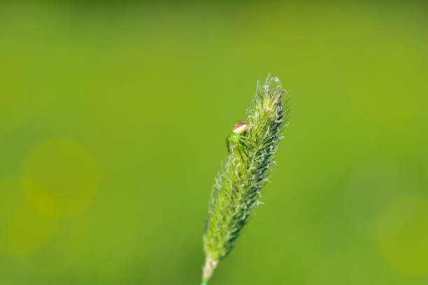 istock Green spider on a plant 1476624706