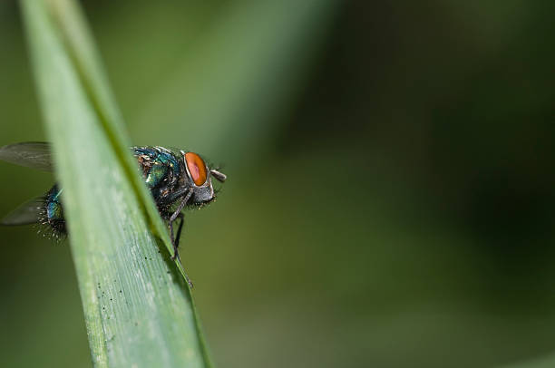 house fly stock photo