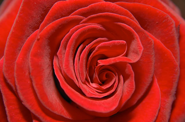 macro shot of a red rose stock photo
