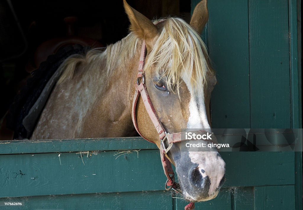 Marrone cavallo con la striscia bianca, stabile bloccato - Foto stock royalty-free di Ambientazione esterna