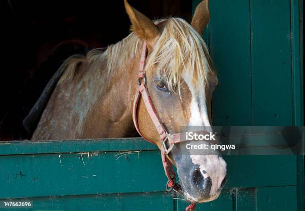 Marrone Cavallo Con La Striscia Bianca Stabile Bloccato - Fotografie stock e altre immagini di Ambientazione esterna