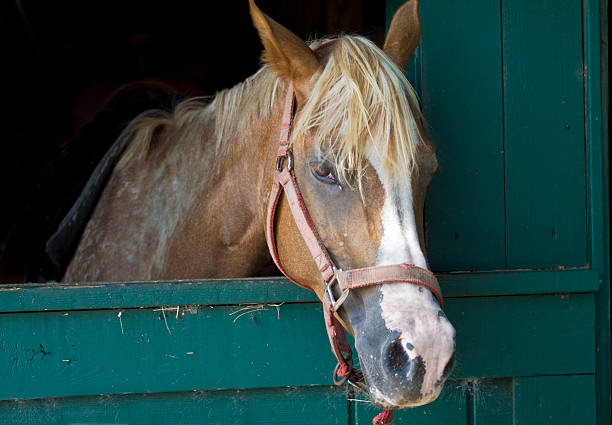 istock Brown Horse with White Streak, In Stable Stall 147662696