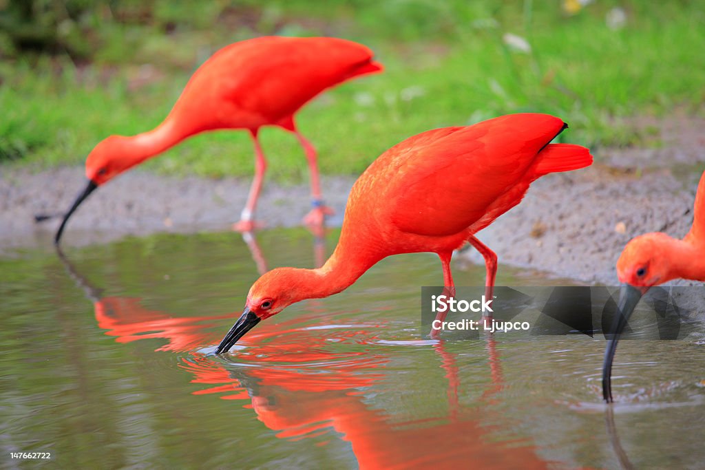 Scarlet ibis (Eudocimus ruber) birds Scarlet ibis (Eudocimus ruber) birds in the wild Scarlet Ibis Stock Photo