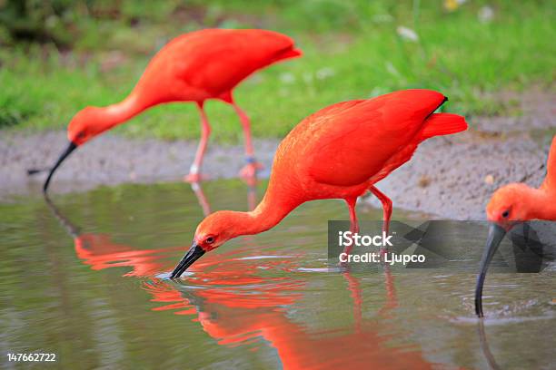 Scarlet Ibis Birds Stock Photo - Download Image Now - Scarlet Ibis, Animal, Animal Wildlife