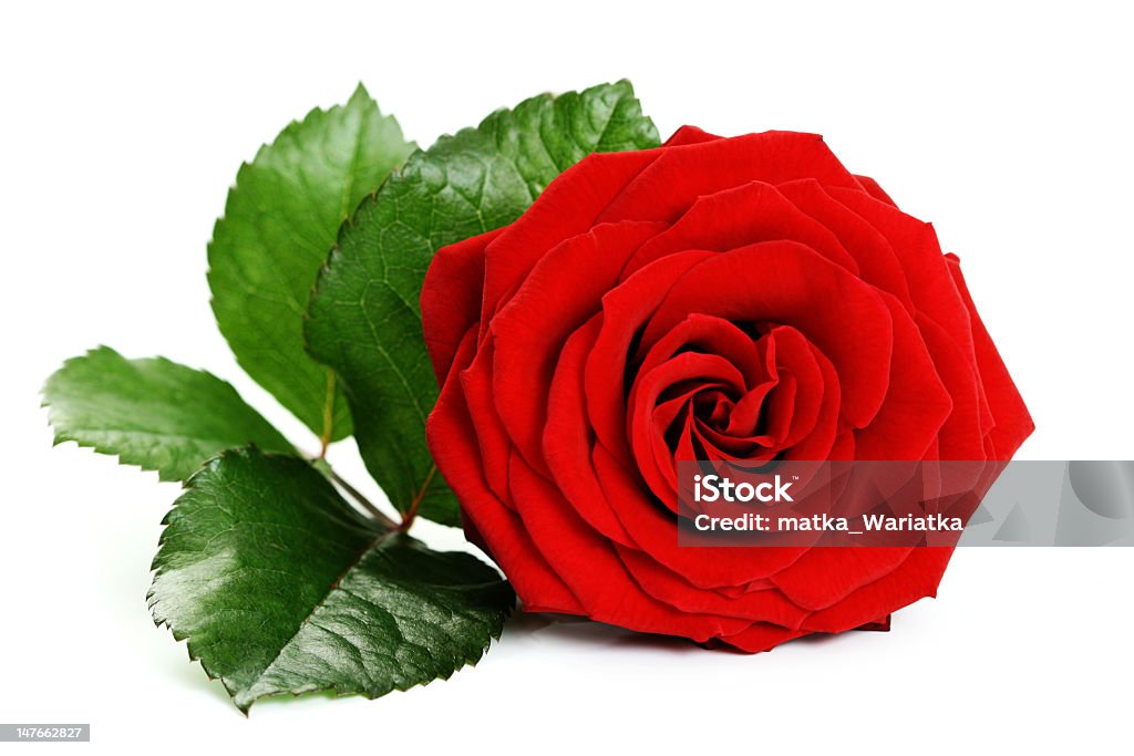 Hermosa rosa roja - Foto de stock de Amor - Sentimiento libre de derechos