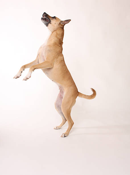 istock Dog Balancing on Hind Legs 147662974