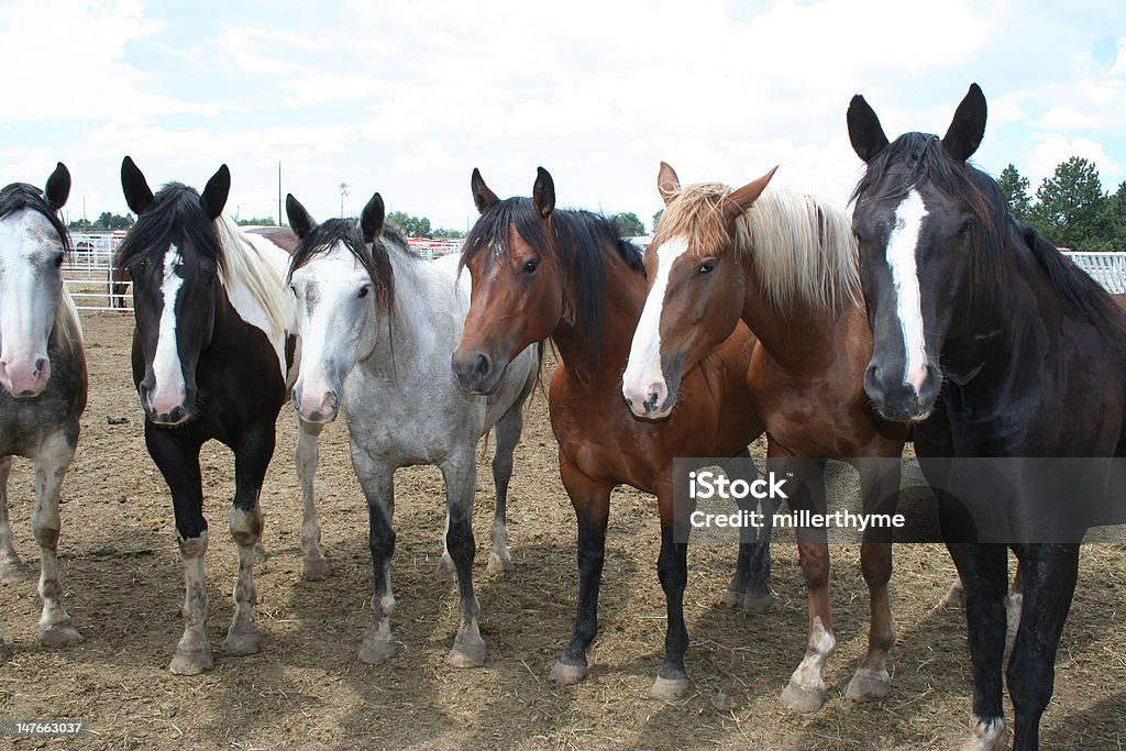 Im Rodeo - Lizenzfrei Fotografie Stock-Foto