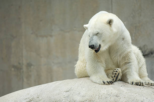 istock Kenda Polar Bear Laughing 147663057