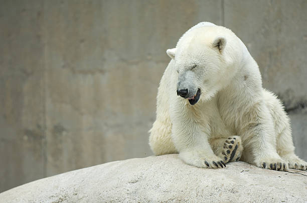 Kenda Urso Polar Rir - fotografia de stock