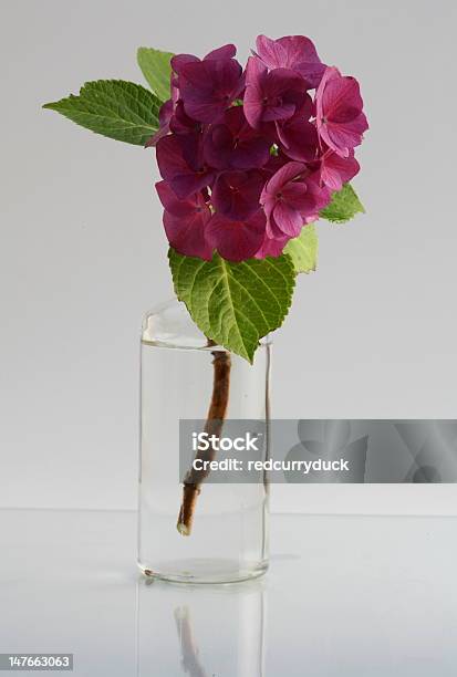Hydrangea Flowers Stock Photo - Download Image Now - Bottle, Cold Drink, Cut Out